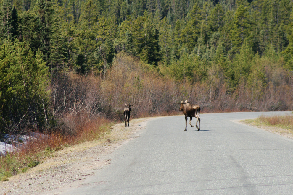 Moose on the Stewart-Cassiar Highway