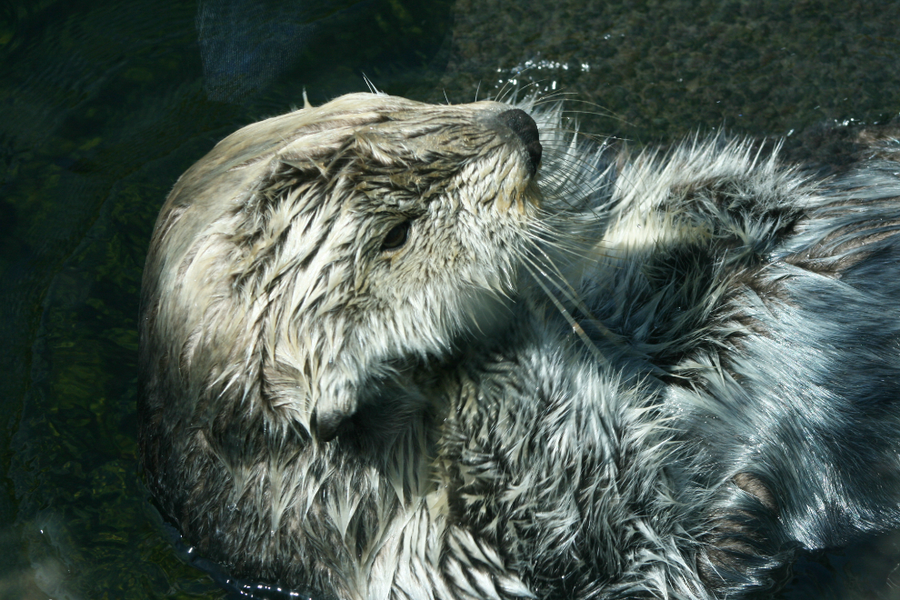 Sea otter  at the Vancouver Aquarium
