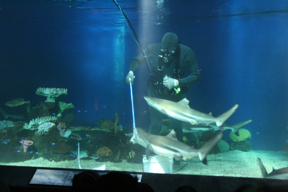 Shark feeding at the Vancouver Aquarium