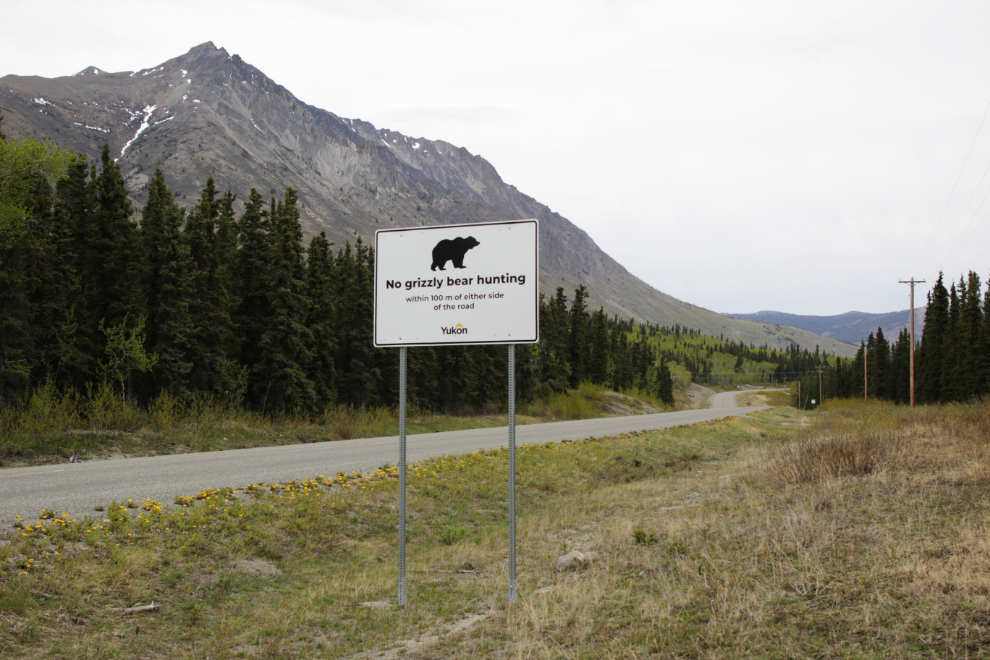 No grizzly bear hunting within 100 m of either side of the road.