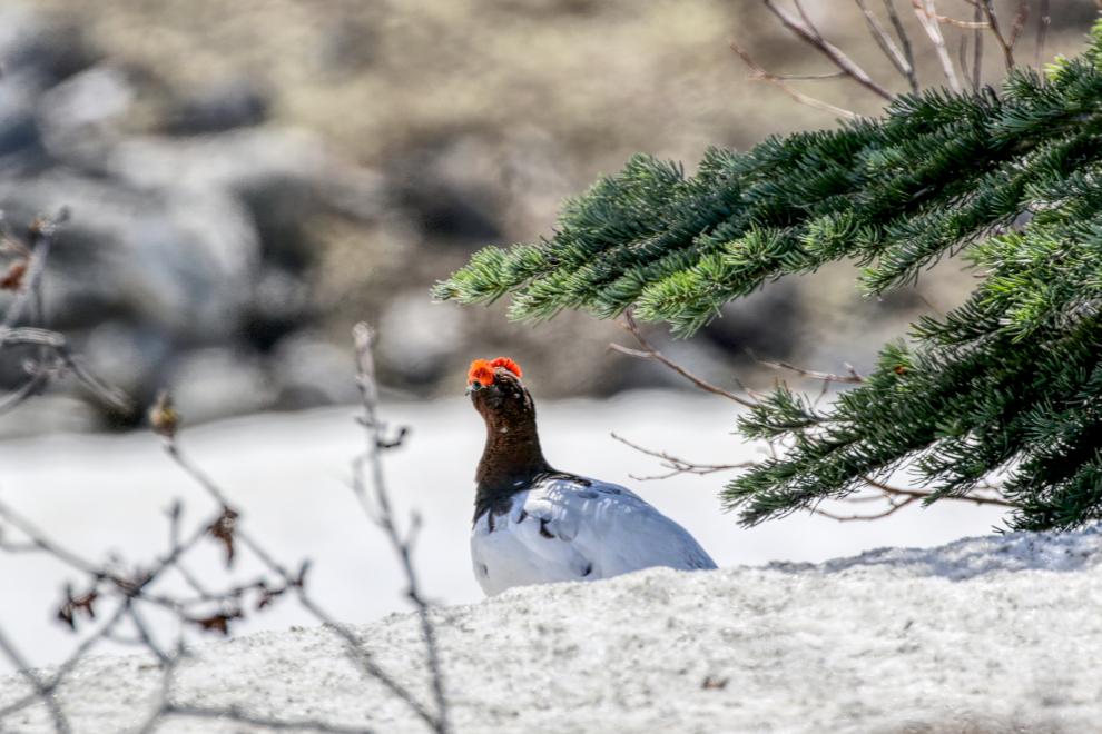 Rock ptarmigan (Lagopus mutus) in flamboyant courtship plumage