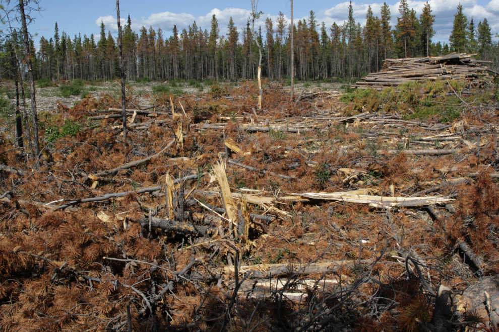 A massive firebreak being cut in the Mary Lake part of the Whitehorse Copper Belt, Yukon