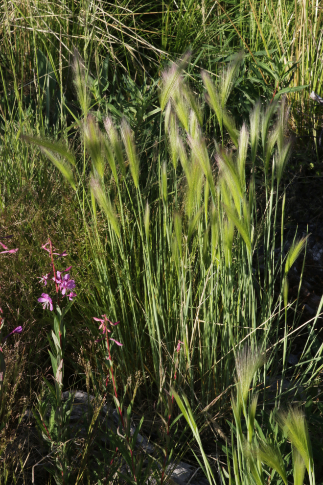 Foxtail barley (Hordeum jubatum) in the Yukon