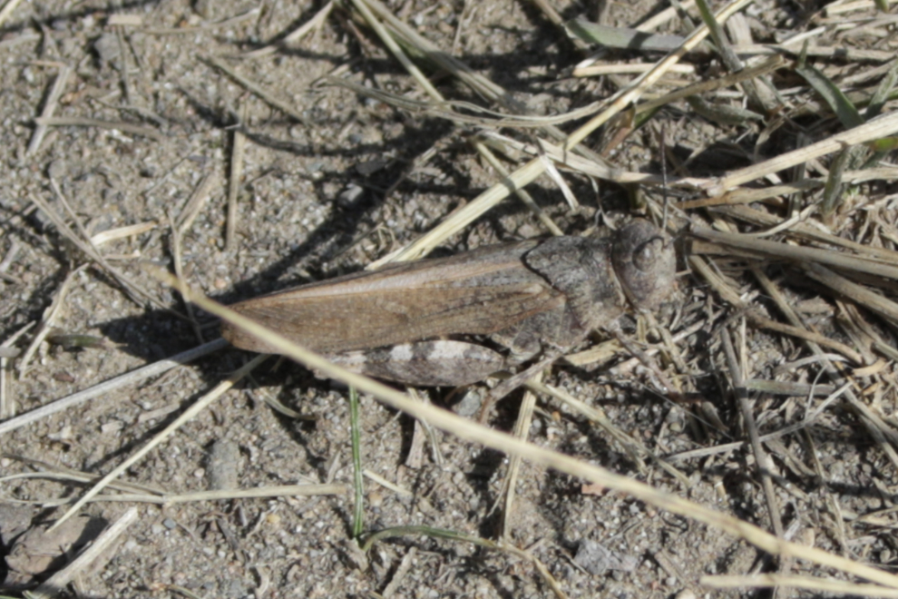A well-camouflaged speckle-winged rangeland grasshopper (Arphia conspersa).