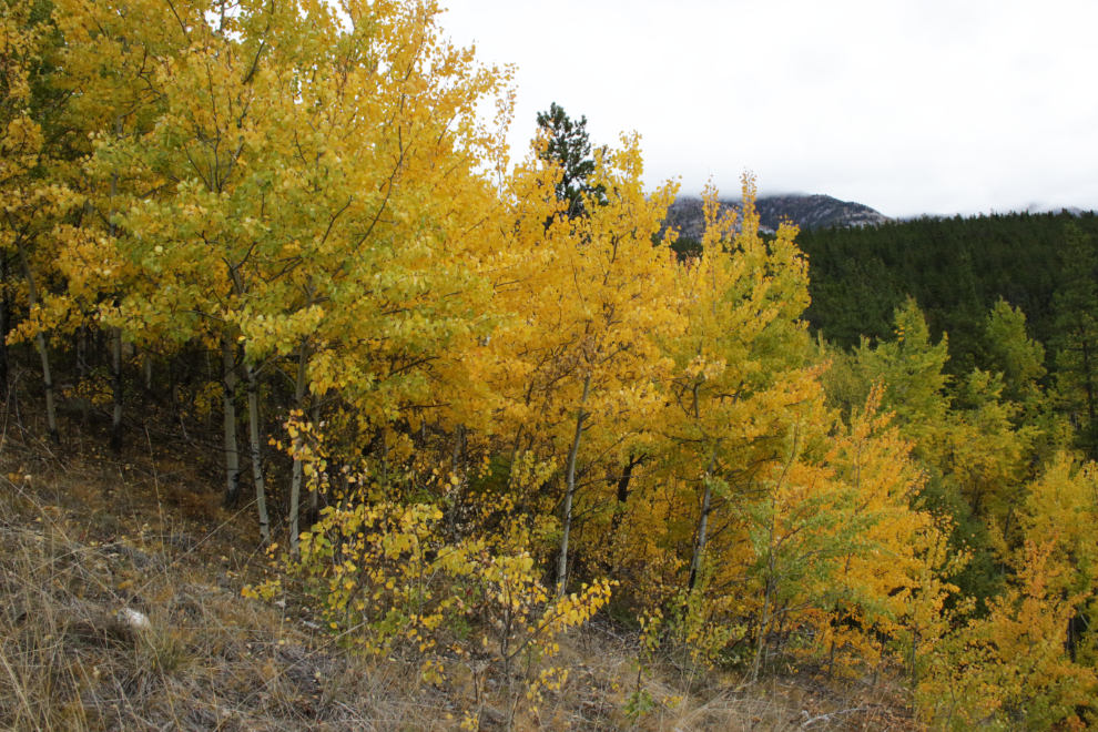 Fall colours along one of the lower trails on Grey Mountain at Whitehorse, Yukon