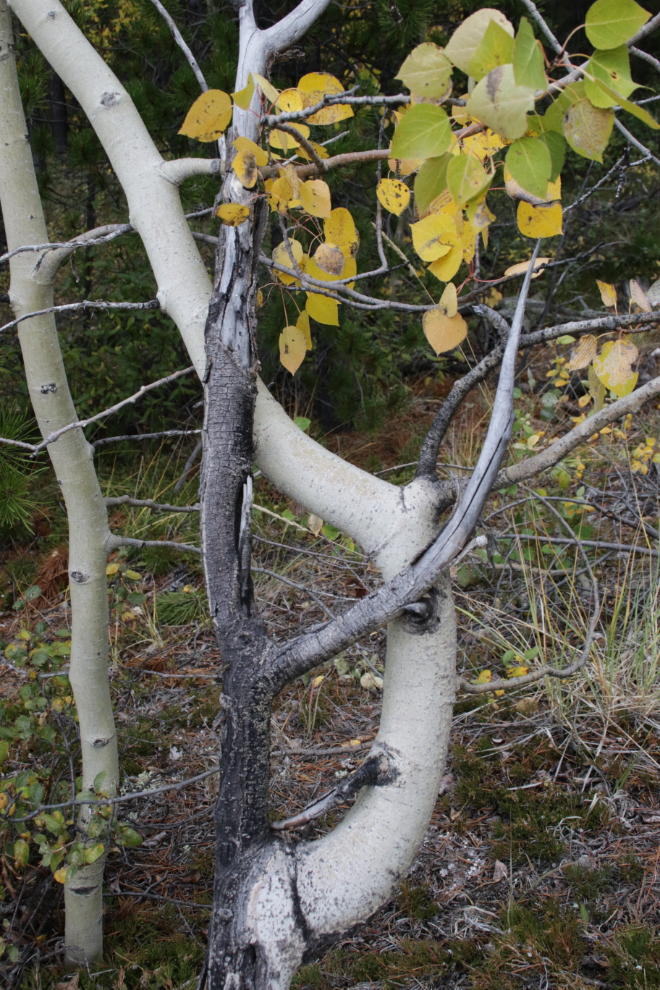 A gnarled tree on the lower trails on Grey Mountain at Whitehorse, Yukon