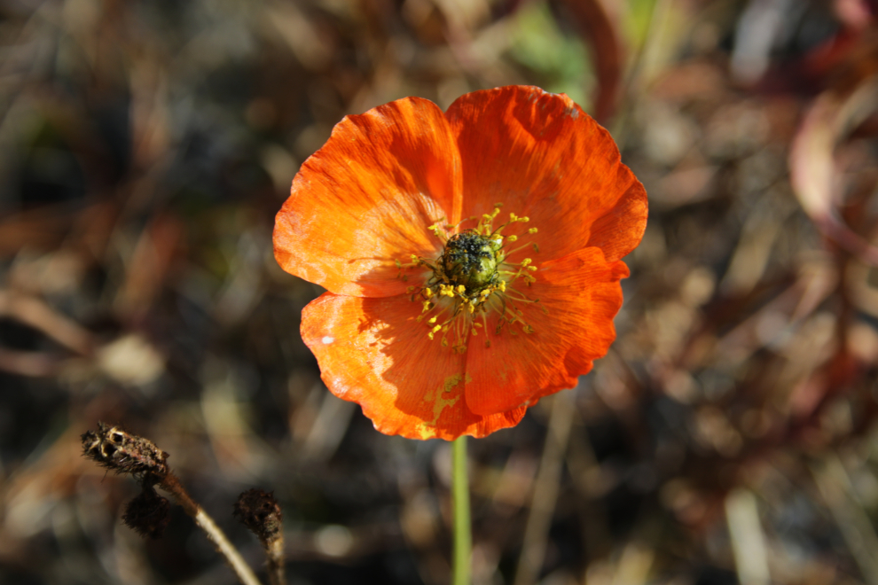 A poppy along my driveway in late September