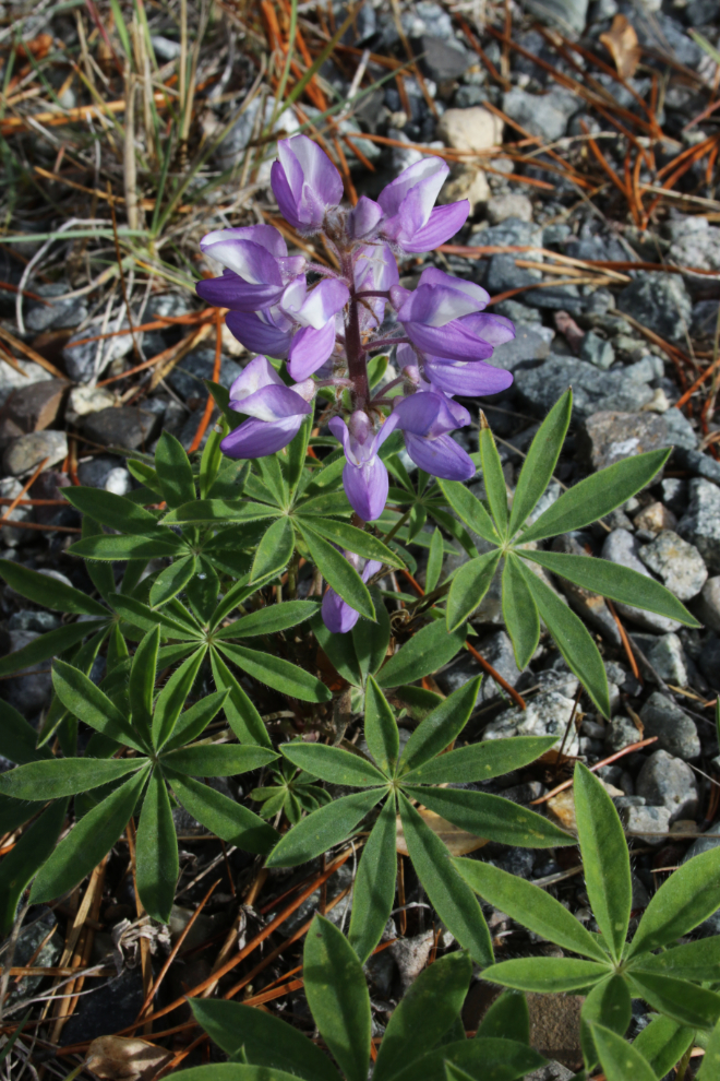 A lupine blooming along my driveway in late September