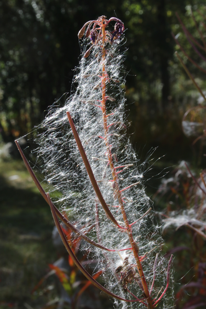 I think an ambitious spider took advantage of a fireweed stalk in seed to build a super-web.