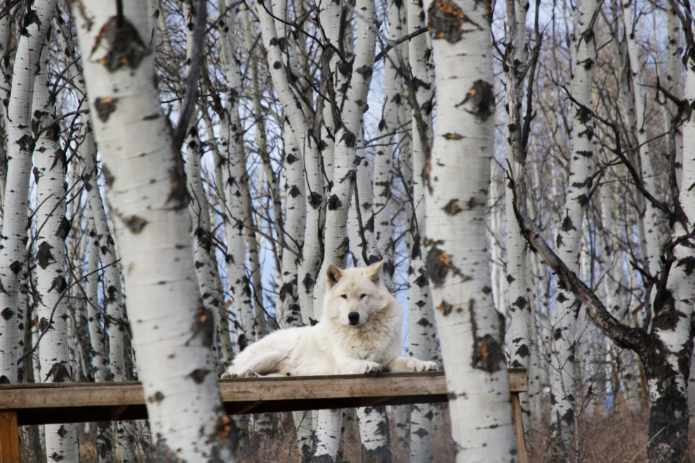 Yamnuska Wolfdog Sanctuary, Alberta