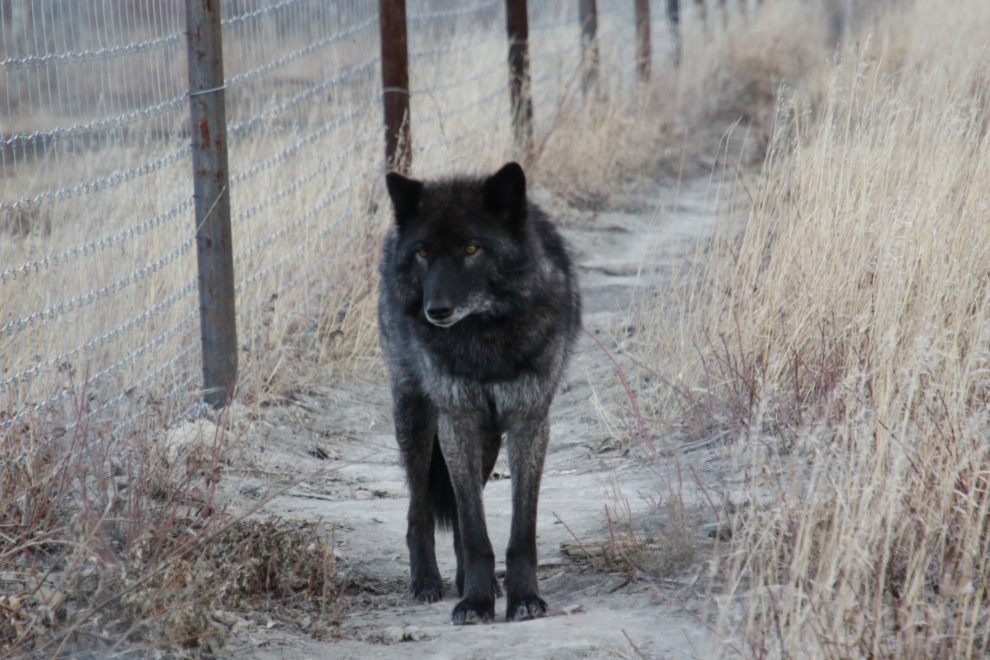 Freya, a high-content wolfdog at Yamnuska Wolfdog Sanctuary, Alberta