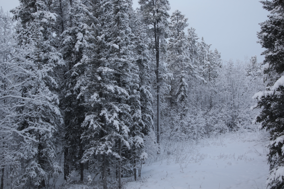 My frosty world at -40C in Whitehorse, Yukon