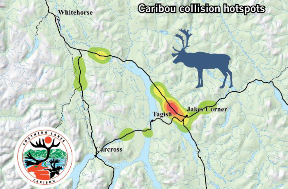 Caribou collision hotspots southeast of Whitehorse
