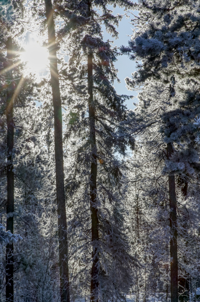 Beautiful light on frosty trees in my back yard at Whitehorse, Yukon