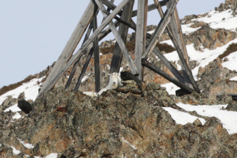 An aerial tramway tower, with a mountain goat lying under it.