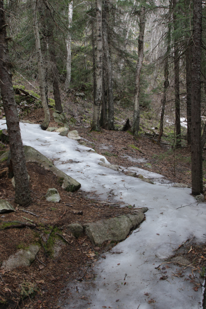 The very icy trail to the Skagway Pet Cemetery in March.