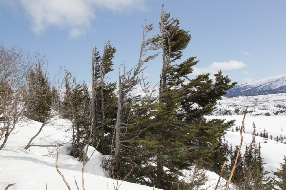 Wind-shaped trees in the White Pass, in early April.
