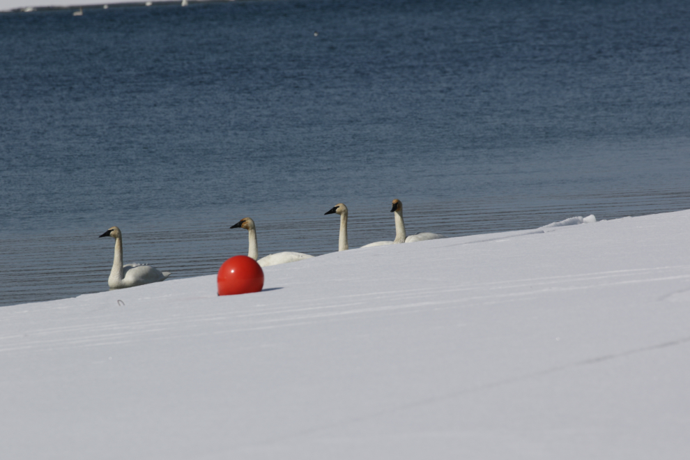 Migrating swans at Tagish, Yukon, in mid April.
