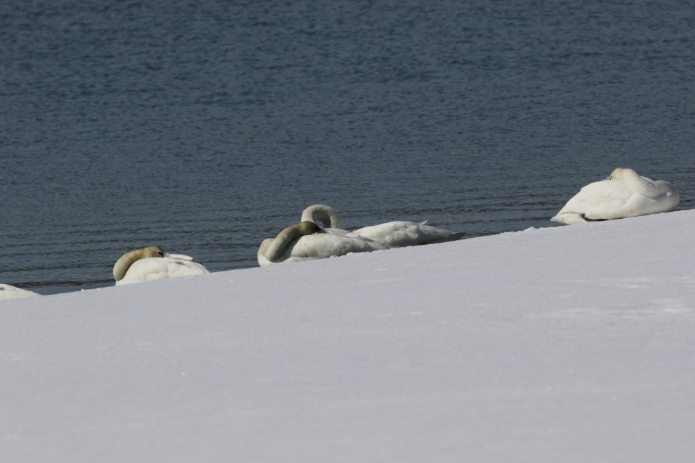 Migrating swans at Tagish, Yukon, in mid April.