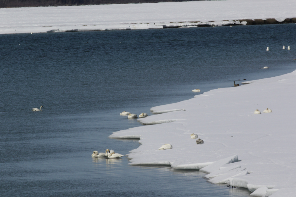 Migrating swans at the Tagish Bridge, Yukon.