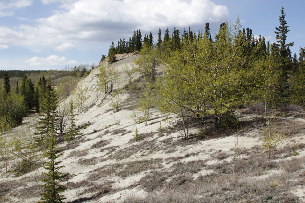 Climbing the trail to the south end of the Whitehorse airport.