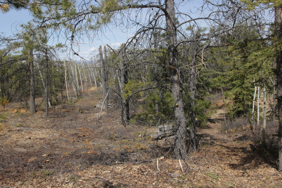 Topped trees along one of the Whitehorse airport trails.