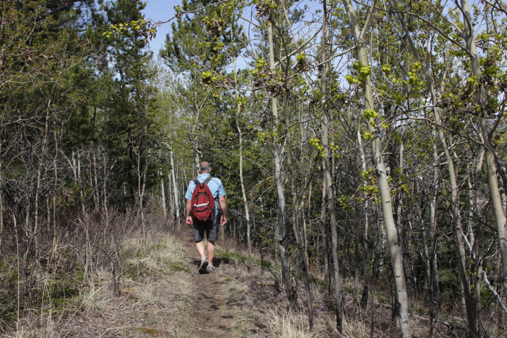 Walking a trail at the south end of the Whitehorse airport.