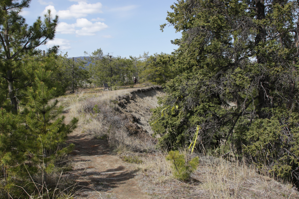 Walking a trail at the south end of the Whitehorse airport.