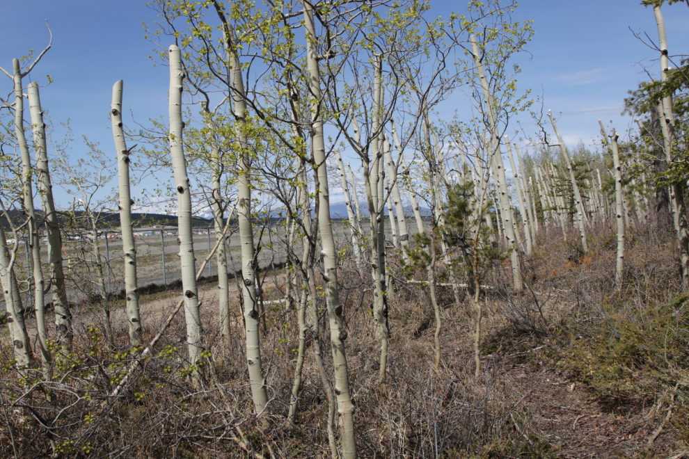 Topped trees along one of the Whitehorse airport trails.