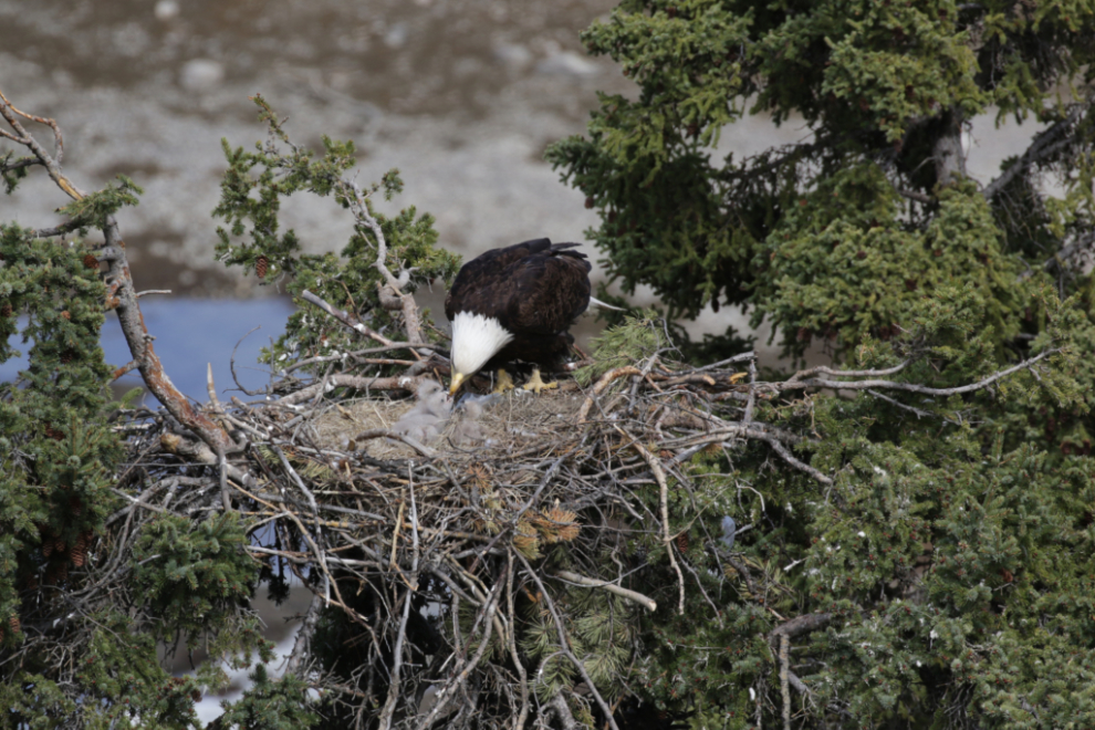 A bald eagle family in a nest at Whitehorse, Yukon