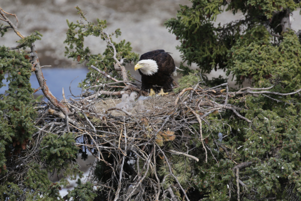 A bald eagle family in a nest at Whitehorse, Yukon