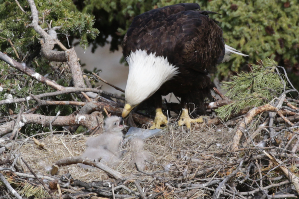 A bald eagle feeds her young in a nest at Whitehorse, Yukon