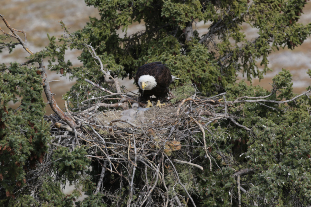 A bald eagle family in a nest at Whitehorse, Yukon