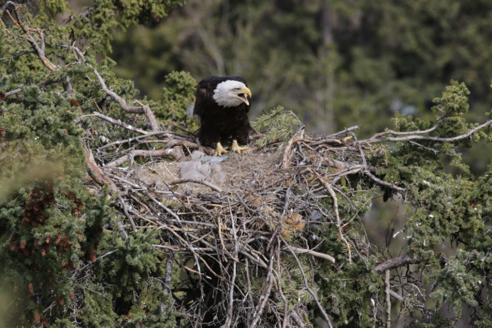 A bald eagle family in a nest at Whitehorse, Yukon