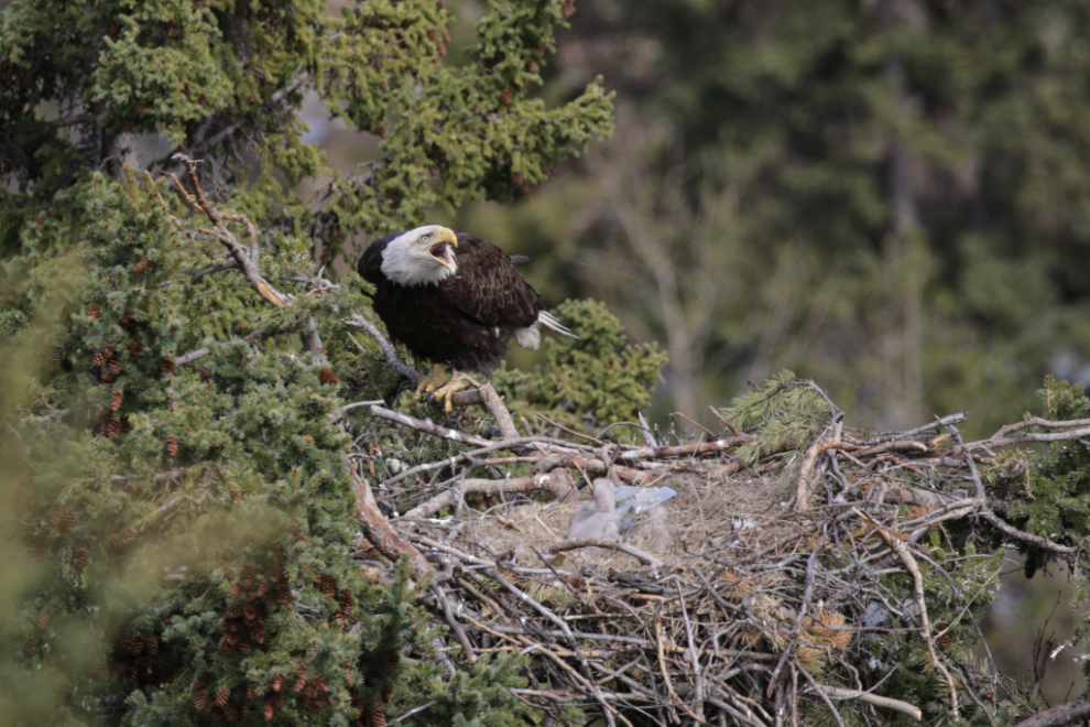 A bald eagle family in a nest at Whitehorse, Yukon