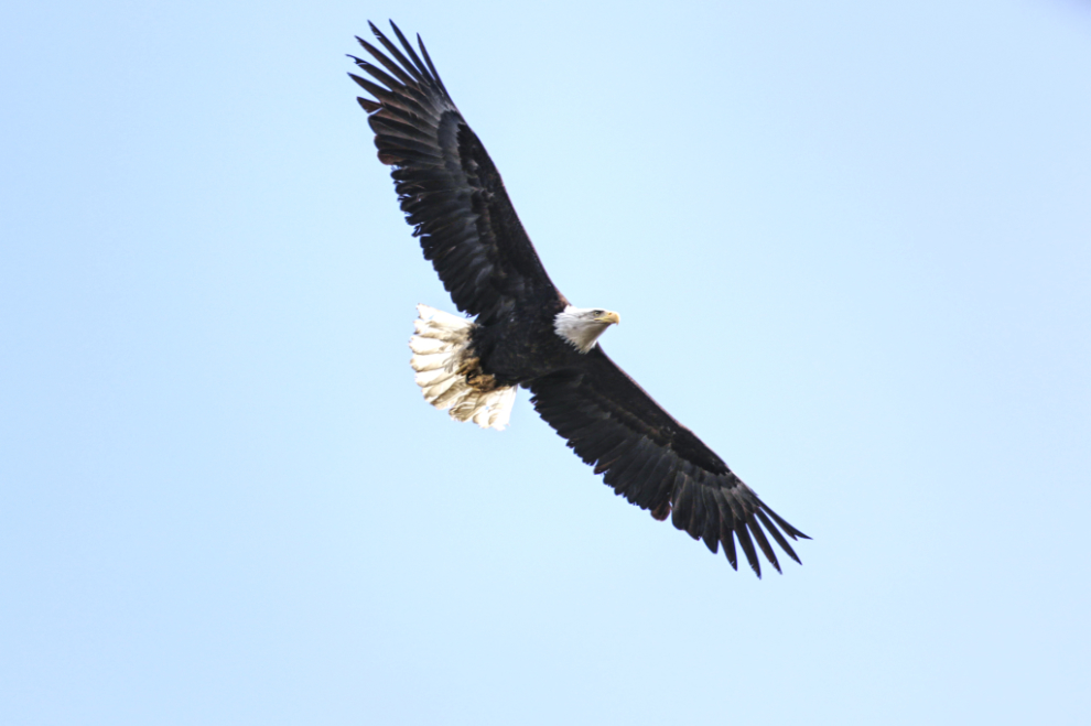 A bald eagle soaring at Whitehorse, Yukon