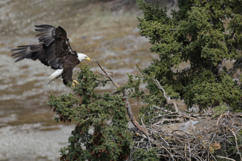 A bald eagle family in a nest at Whitehorse, Yukon