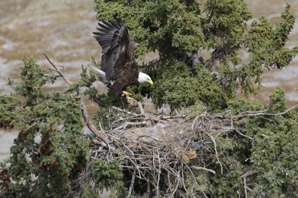 A bald eagle family in a nest at Whitehorse, Yukon