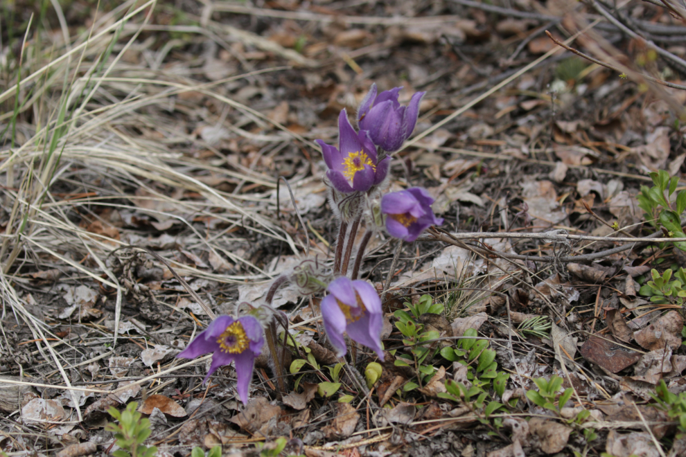 Prairie crocuses at Whitehorse, Yukon