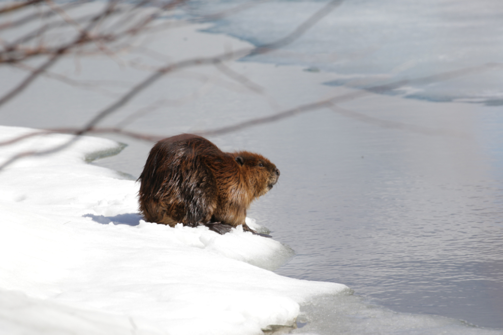 Beaver on gthe Spring ice at Whitehorse, Yukon.