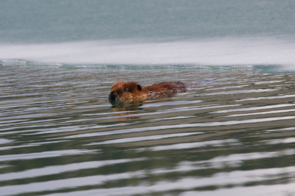 Beaver at Whitehorse, Yukon.