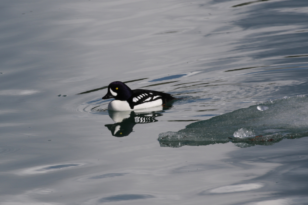 Male Barrow's goldeneye in Whitehorse, Yukon