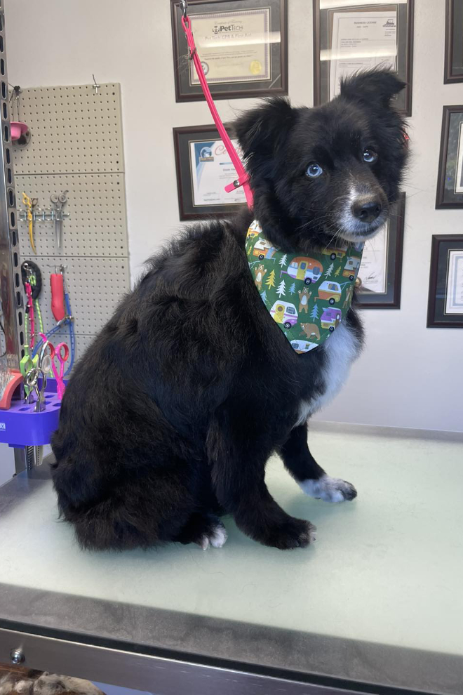 Tucker at the groomer's. 