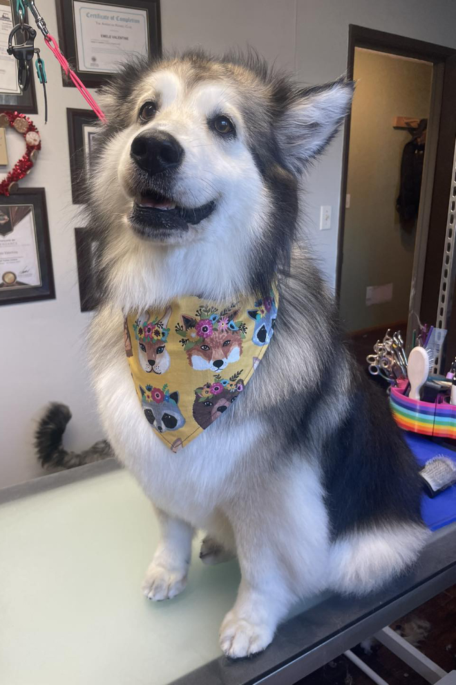 Bella at the groomer's. 