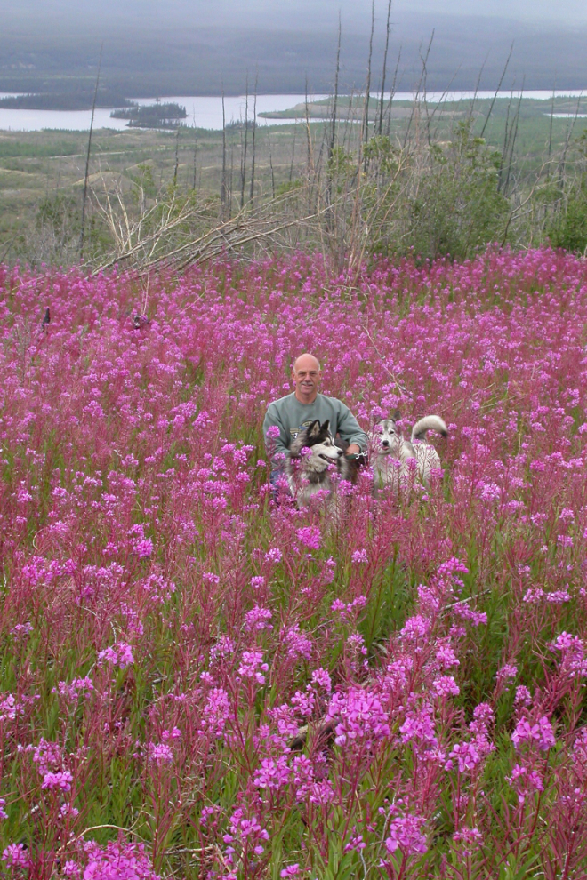 In the fireweed above Braeburn with Kodi and Kayla.