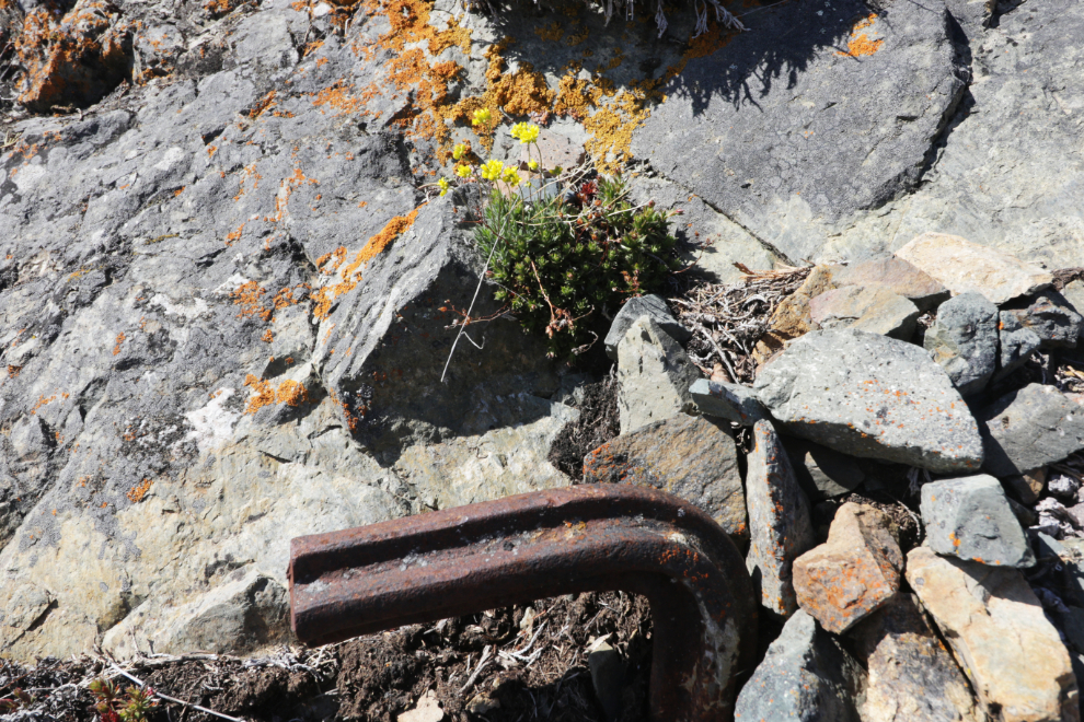 Flowers among the ruins of the historic Venus silver mill, Yukon.