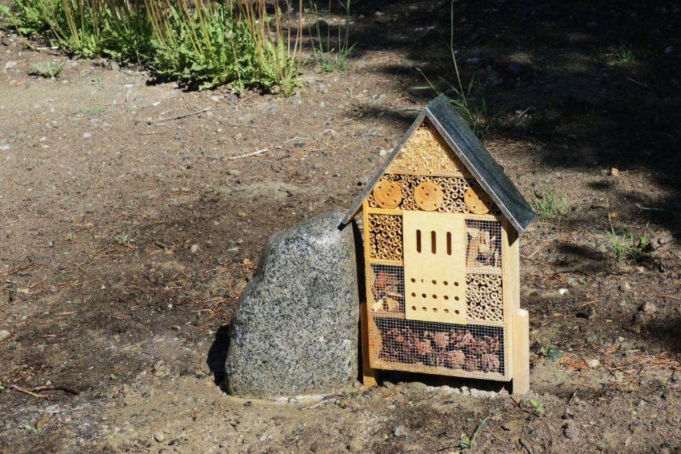 Progress on Murray's bee garden in Whitehorse.