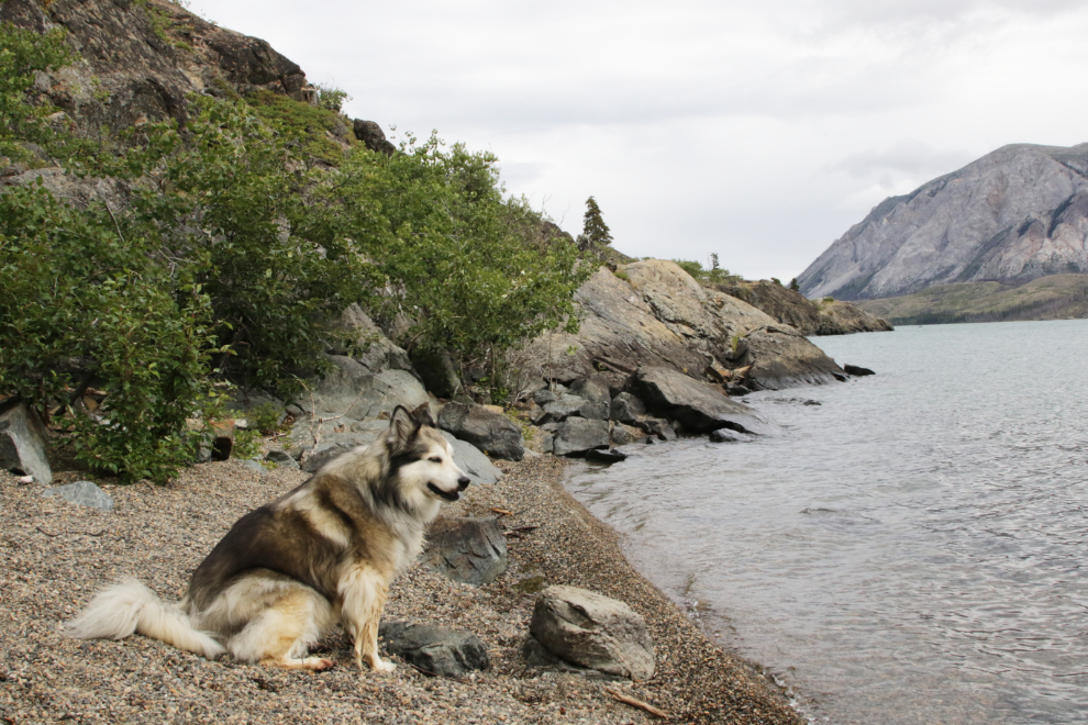 My dog Bella on a very scenic and sheltered beach at Conrad Campground, Yukon.