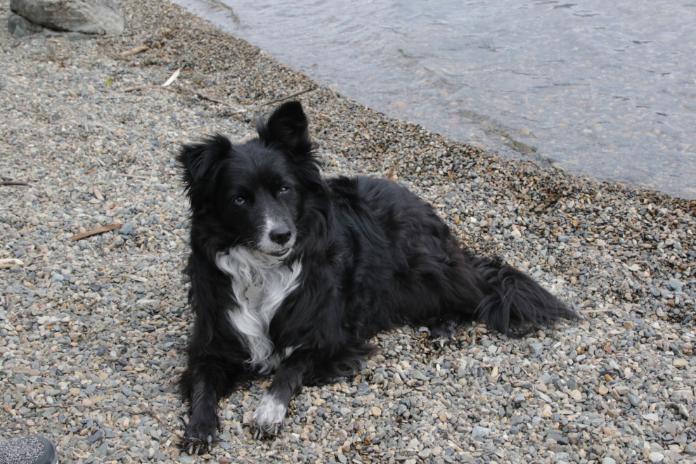 My dog Tucker on a very scenic and sheltered beach at Conrad Campground, Yukon.