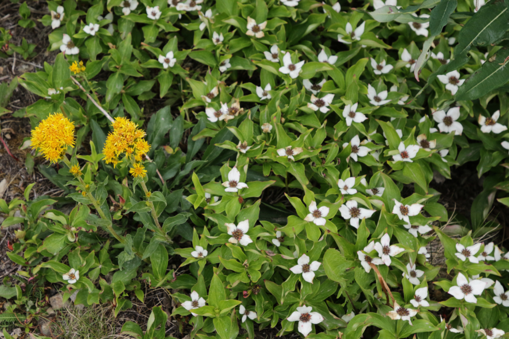 Dwarf dogwood at Fraser, BC.